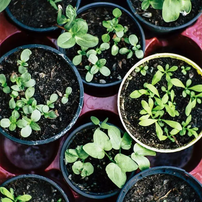 Therapeutic Horticulture Association